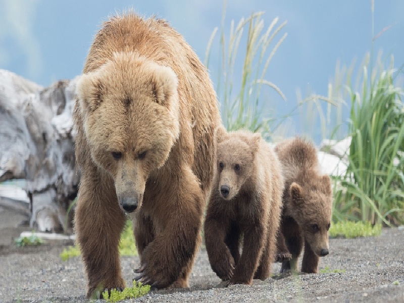 草率 试管婴儿(造影检查的费用是多少钱)